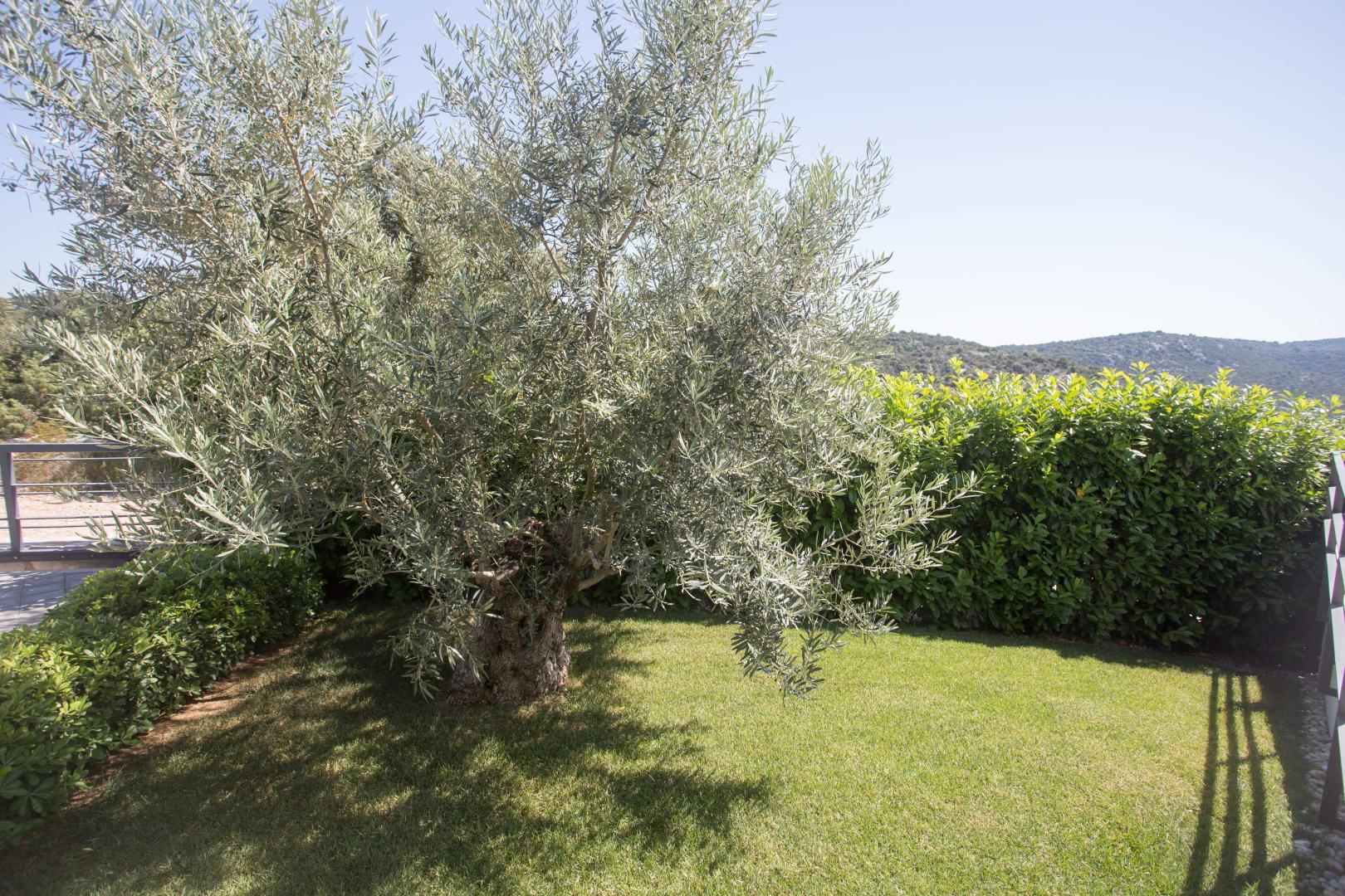 Olive tree villa-garden